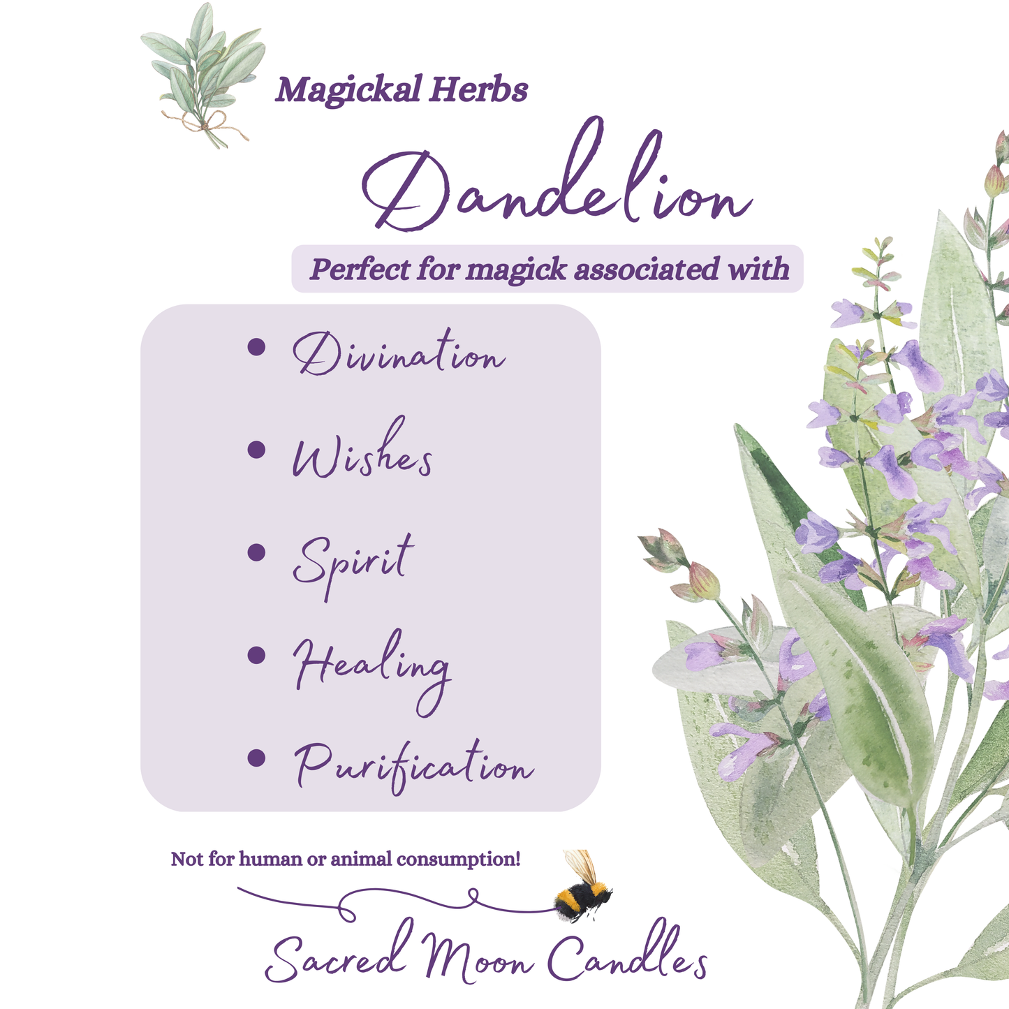 Dandelion perfect for witchcraft healing rituals and spiritual well-beings supplies