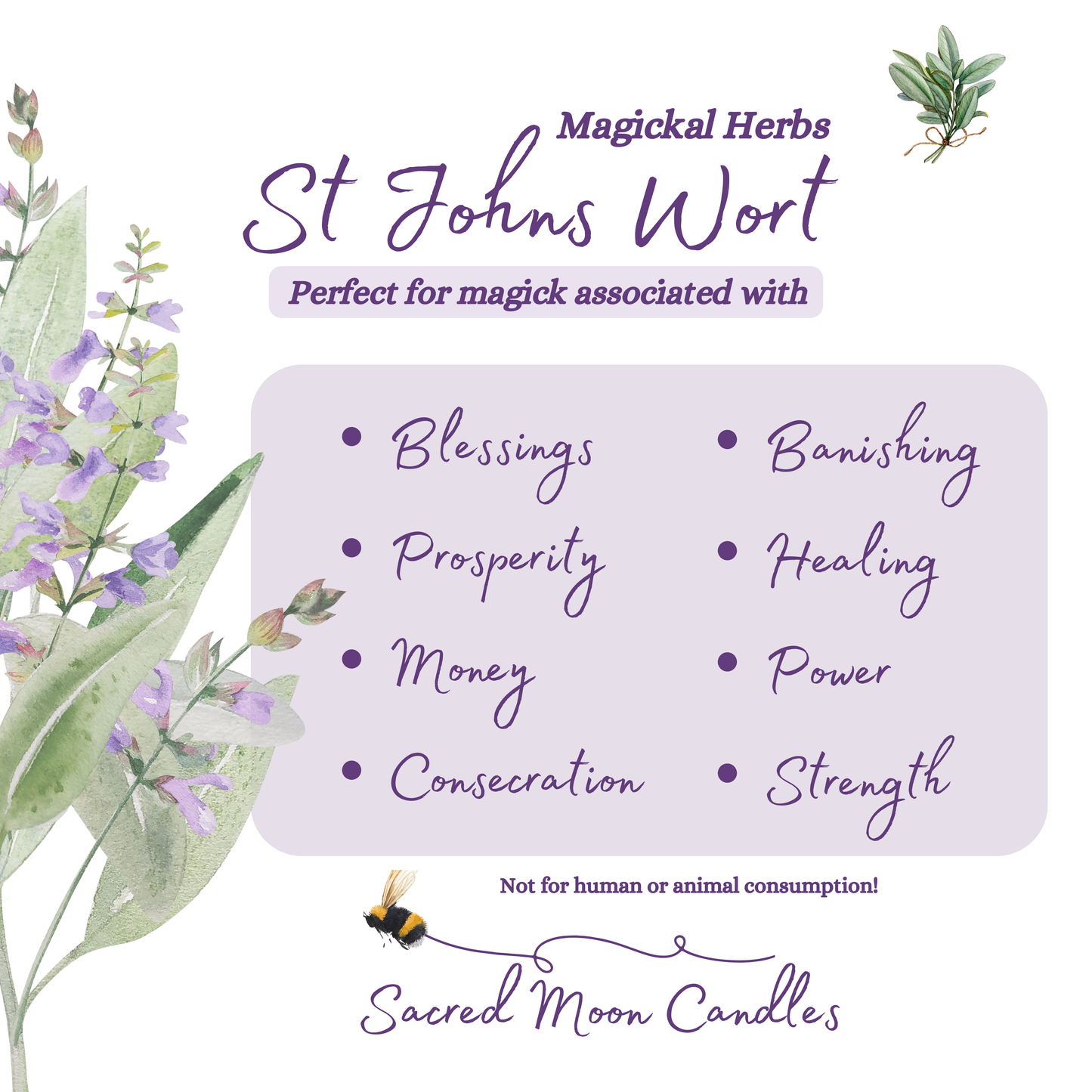 St Johns Wort perfect for witchcraft money rituals and spiritual well-being