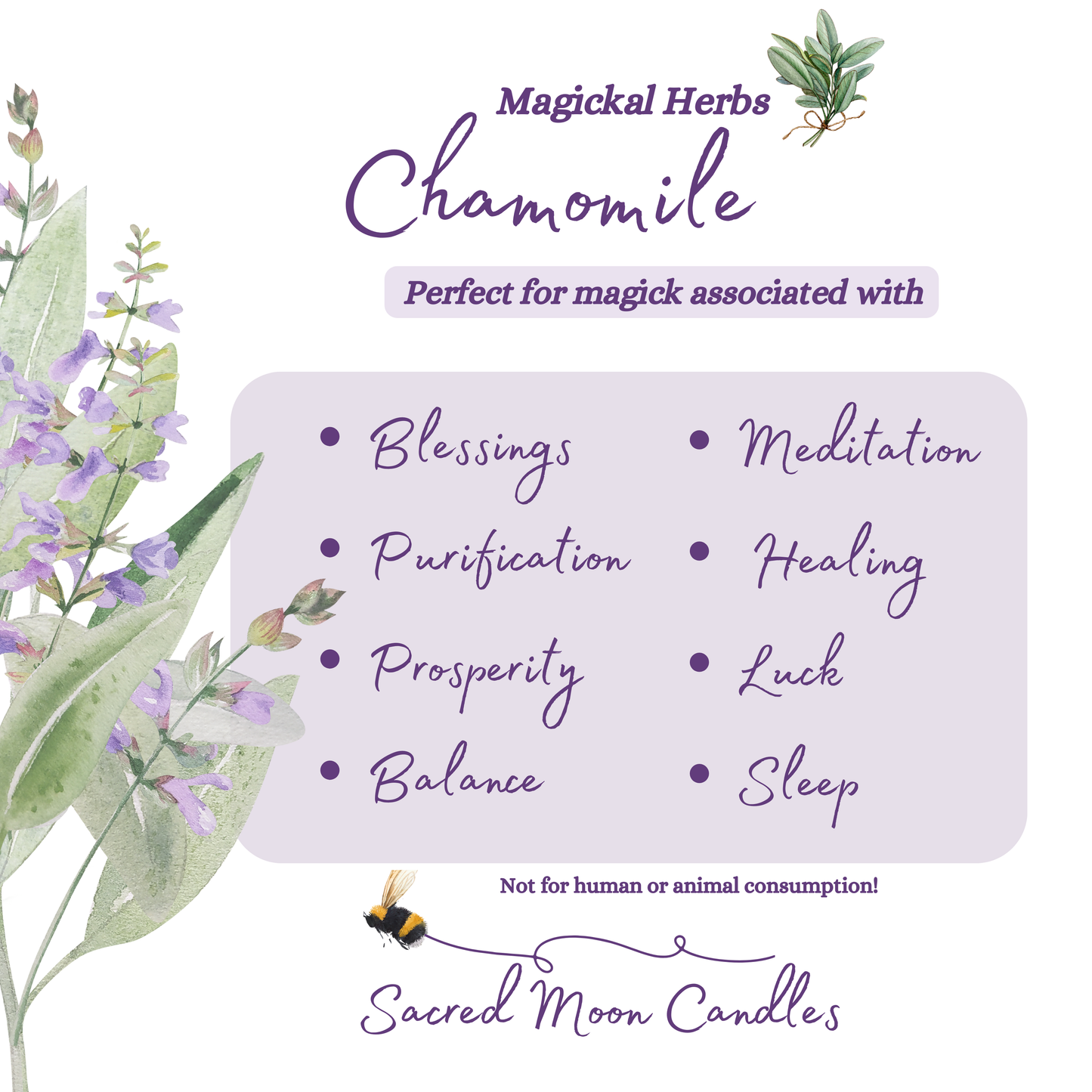Chamomile perfect for witchcraft purification rituals and spiritual well-being supplies.