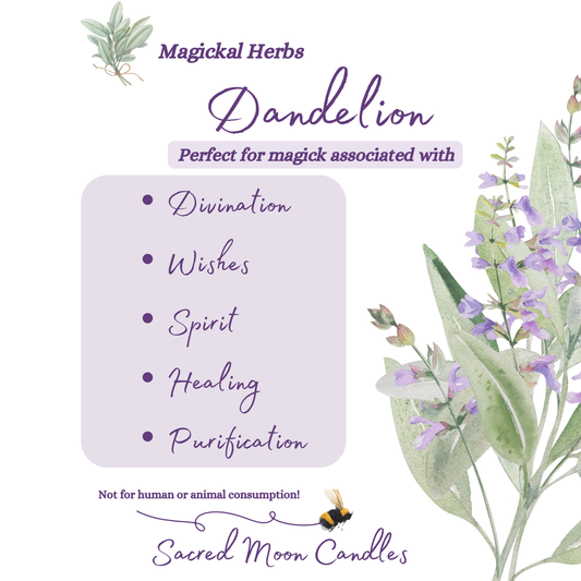 Dandelion perfect for witchcraft healing rituals and spiritual well-beings supplies
