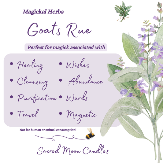 Goats rue perfect for witchcraft cleansing rituals and spiritual well-being supplies