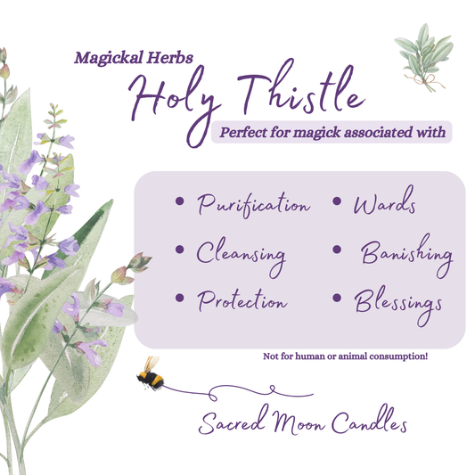 holy thistle perfect for witchcraft purification rituals and spiritual well-being