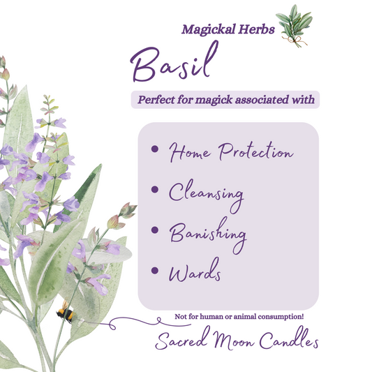 Basil perfect for witchcraft protection rituals and spiritual well-being supplies