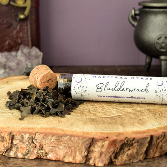 Bladderwrack Herb perfect for witchcraft sea magick rituals and spiritual well-being supplies.