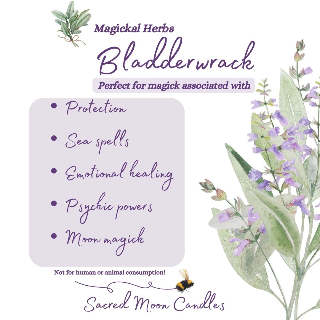 Bladderwrack Herb perfect for witchcraft sea magick rituals and spiritual well-being supplies.